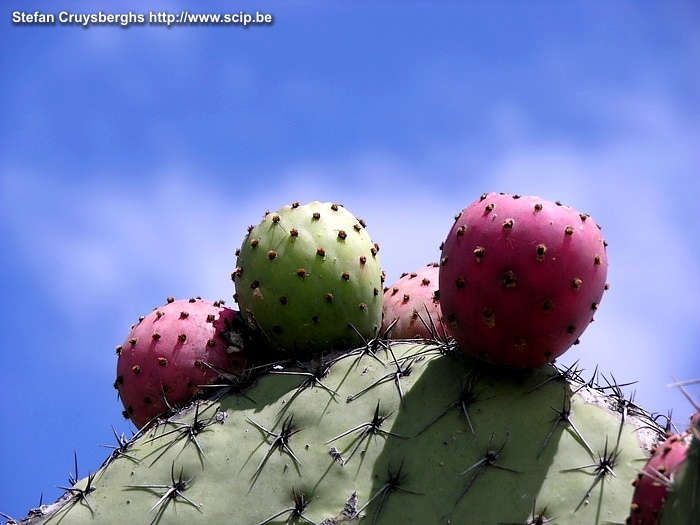 Teotihuacan - Cactus Cactusvruchten Stefan Cruysberghs